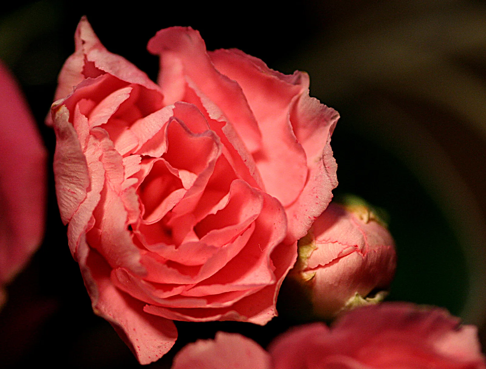 A carnation from a Mother's Day bouquet.