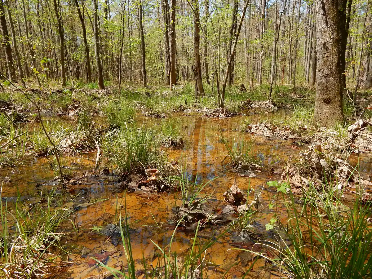 A forested wetland in Apex Nature Park on Evans Road, one of the stops on the park's paved and natural trails.
